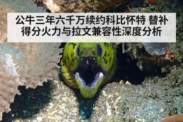 公牛三年六千万续约科比怀特 替补得分火力与拉文兼容性深度分析
